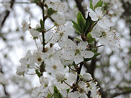 施塔姆斯,蒂罗尔,樱花