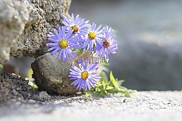 開花,性質,答案是肯定的