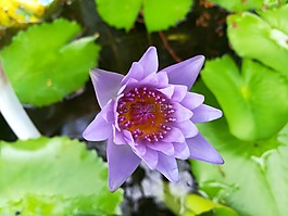 花,紫色,莲花