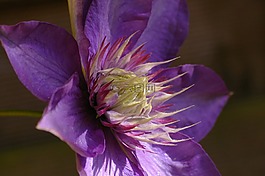 鐵線蓮,登山者,開(kāi)花