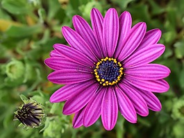 非洲雏菊,osteospermum,花园