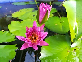 花,蓮花,粉紅色
