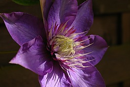 鐵線蓮,登山者,開花