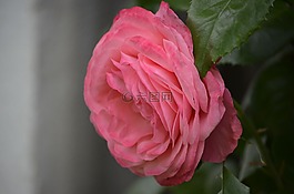 玫瑰,花,粉紅色