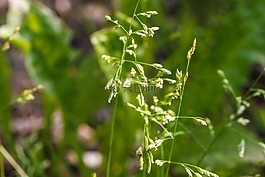 稻草,增長(zhǎng),植物