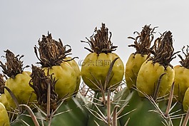 仙人掌,水果,花