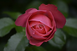 玫瑰,芽,夏季