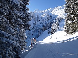 冬天,雪,冬季灌木叢