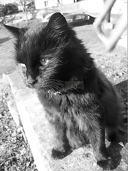 貓,動物,黑色和白色