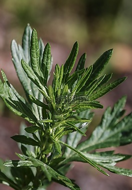 增長,綠色,植物