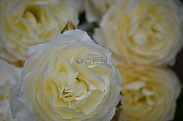 白玫瑰,鮮花,性質(zhì)