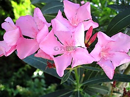 夾竹桃,花,粉紅色