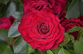花園,玫瑰,紅玫瑰
