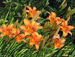百合,鮮花,橙