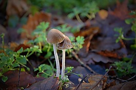 蘑菇,森林,亂拋垃圾