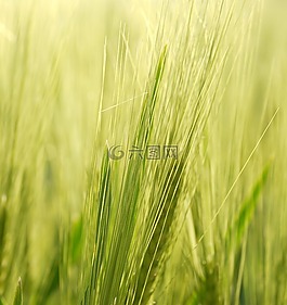 背景,穗,大麥