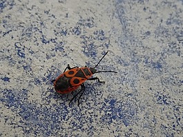 史密斯无翅,节肢动物,sześcionogi