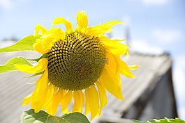 向日葵,村,別墅