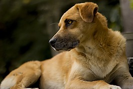 哺乳動(dòng)物,動(dòng)物界,犬