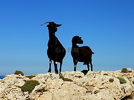 比利山羊,山羊,夫婦