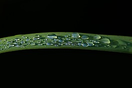 葉子,一滴水,雨滴