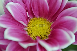 花,自然,黃色