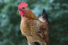 公雞,自然,鳥