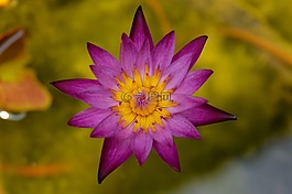 百合,花,自然
