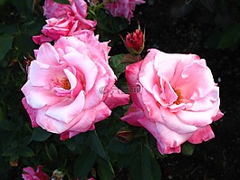 玫瑰,花,花園