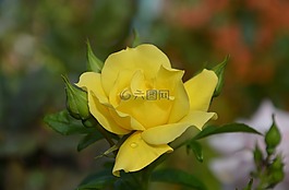 粉色,黃色,玫瑰花蕾