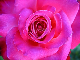 玫瑰,花,花園