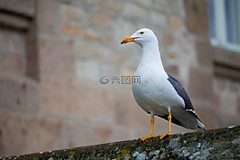 動物攝影,鳥,海鷗