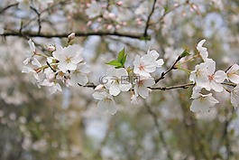 花,盛開,開花