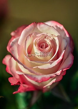 玫瑰,花,裝修