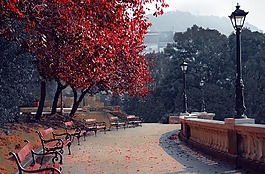 公园,季节,秋