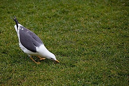 動物攝影,鳥,海鷗