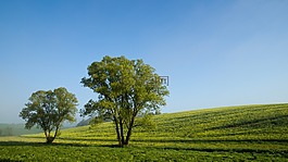 樹木,性質(zhì),樹