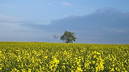 樹,油菜,黃色