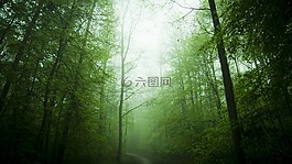 森林,樹(shù)木,樹(shù)
