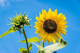 太陽花,花,天空