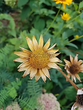布魯姆,植物,花束