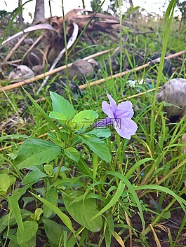 花,粉紅色的花,入戶花園