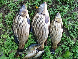 魚,捕魚,鯉魚