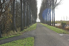 路,樹木,行