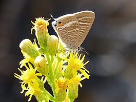 蝴蝶,teenindusega boeticus,花