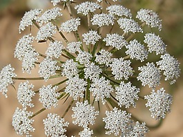 花,青蒿,峨