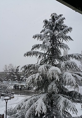 雪,冬天,冷