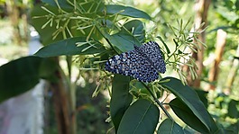 性質(zhì),蝴蝶,植被
