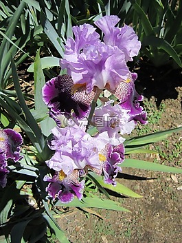 鳶尾花,花,鮮花