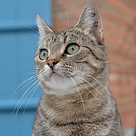 貓,國內(nèi)動物,貓科動物